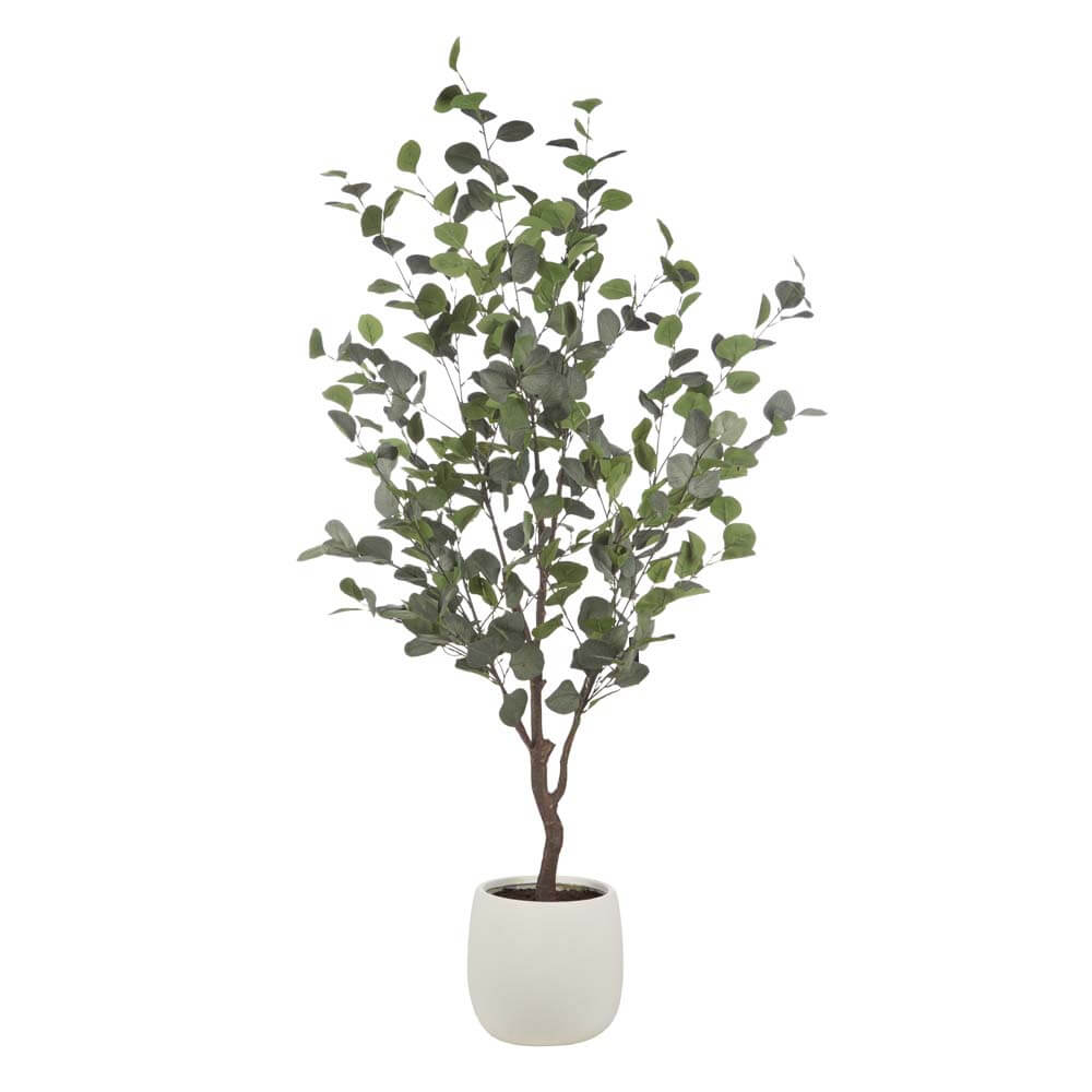 Eucalyptus Tree - Tub Pot